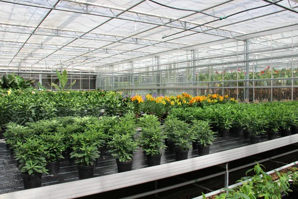 Növények az üvegházban — Stock Fotó