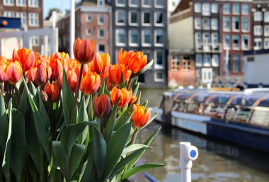 Amsterdam'da laleler