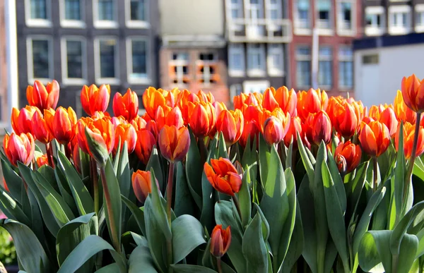 Amsterdam en tulipanes —  Fotos de Stock