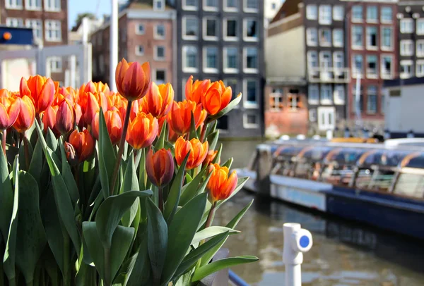 Амстердам в тюльпанах — стоковое фото