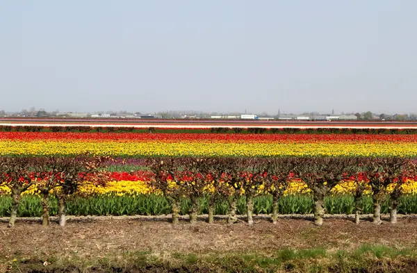 Holland tulip fields — Stock Photo, Image