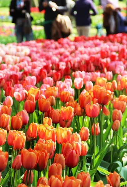 Holanda campos de tulipán —  Fotos de Stock