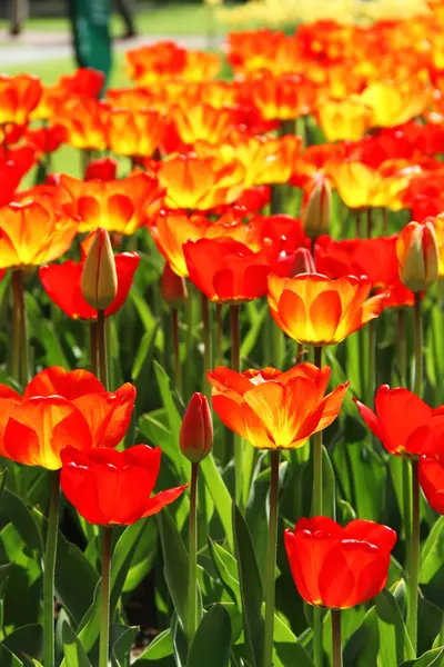 Holanda campos de tulipas — Fotografia de Stock