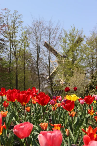 Holanda molinos de viento y campo de tulipanes — Foto de Stock