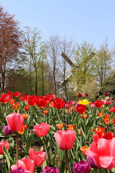 Moulins à vent Hollande et champ de tulipes — Photo