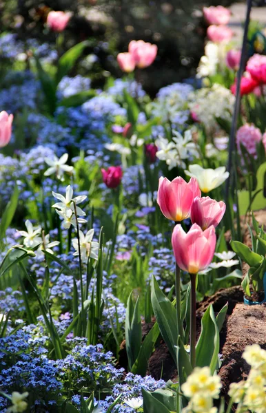 Terraza soleada con muchas flores — Foto de Stock