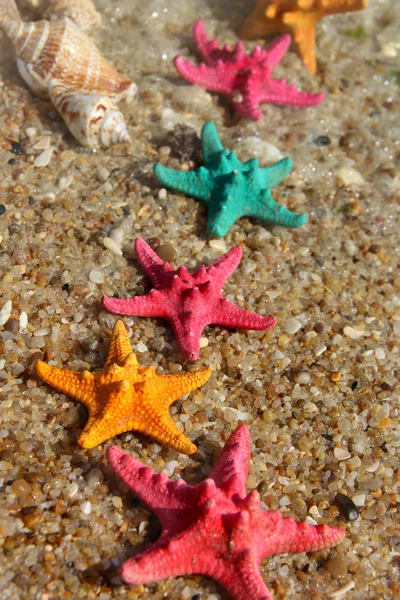 Starfishes na pláži — Stock fotografie