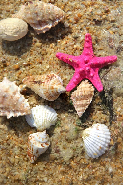 Starfishes på stranden — Stockfoto