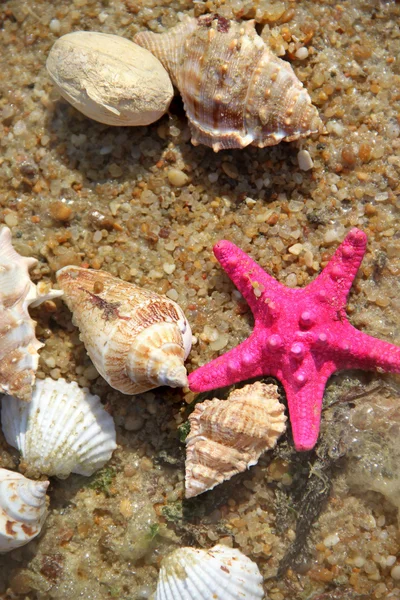 해변에서 starfishes — 스톡 사진