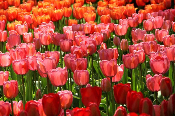 Champs de tulipes Hollande — Photo