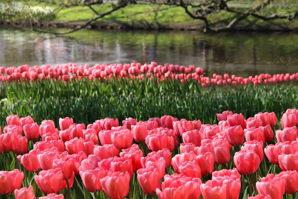 Holanda campos de tulipán — Foto de Stock