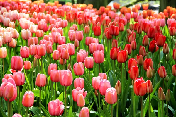 Holandsko Tulipánová pole — Stock fotografie