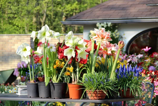 Solig terrass med en massa blommor — Stockfoto