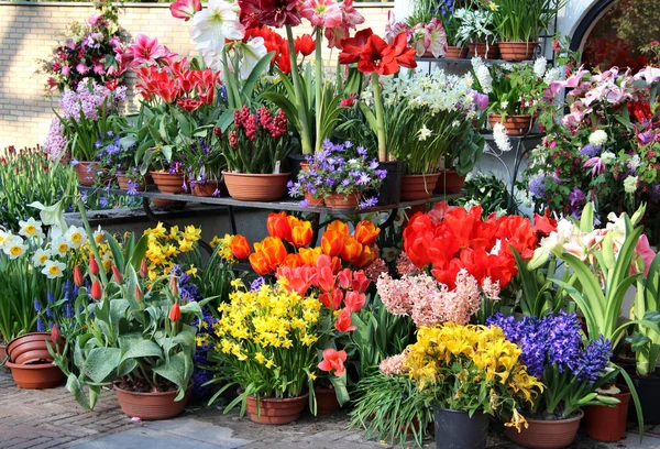 Solig terrass med en massa blommor — Stockfoto