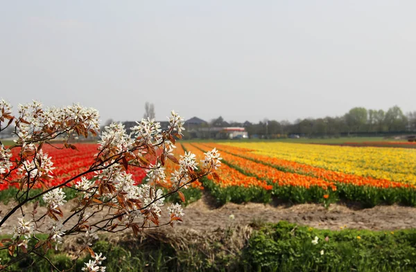 Pola tulipanów w Holandii — Zdjęcie stockowe