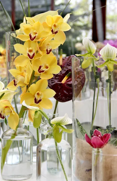 Orchids and other flowers — Stock Photo, Image