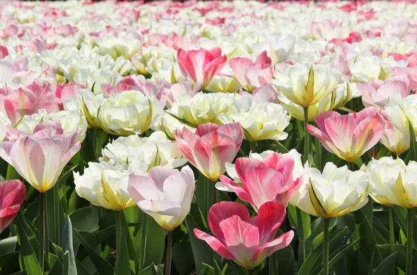 Holland Tulpenfelder — Stockfoto