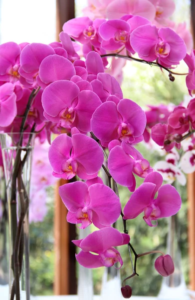 Красивые розовые и фиолетовые орхидеи — стоковое фото