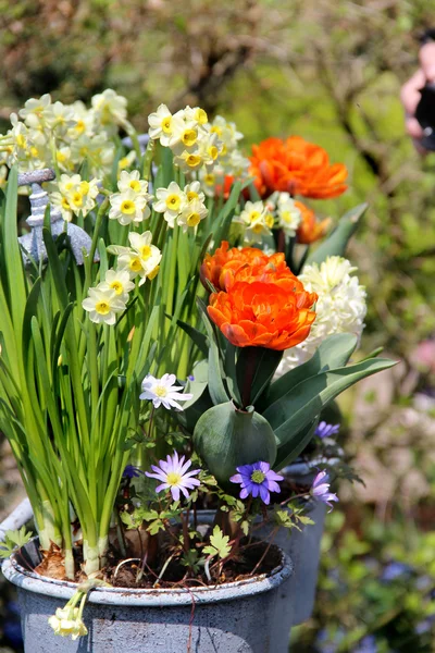 Solig terrass med en massa blommor — Stockfoto