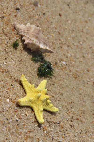 Starfish on the beach — Stock Photo, Image