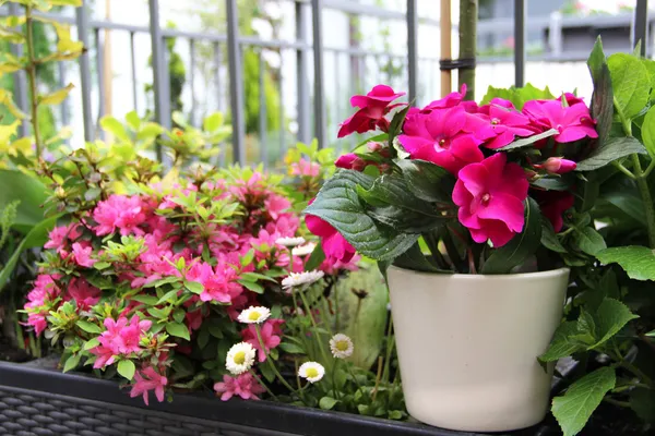 Moderna terraza con muchas flores — Foto de Stock