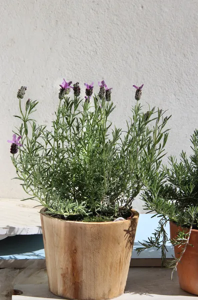 Rosemary in the pot — Stock Photo, Image