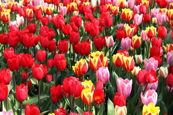 Moulins à vent Hollande et champ de tulipes — Photo