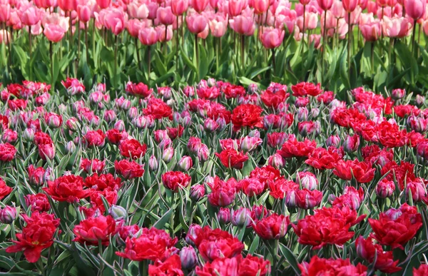 Moulins à vent Hollande et champ de tulipes — Photo