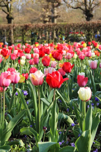Holland tulip fields — Stock Photo, Image