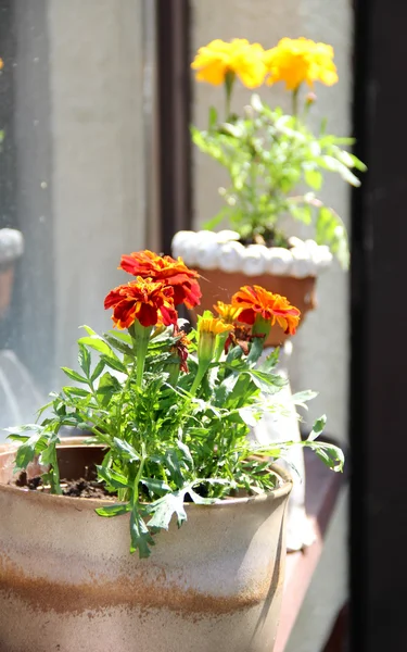 Moderna terraza con muchas flores — Foto de Stock