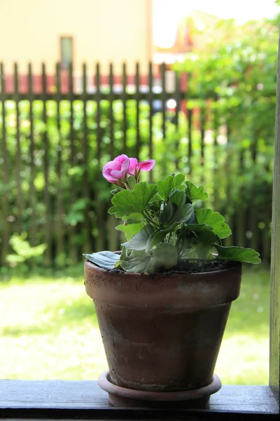 Flower in the pot — Stock Photo, Image