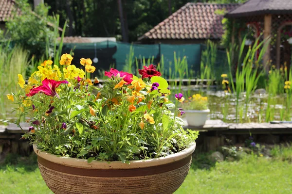 Maison jardin avec petit étang — Photo