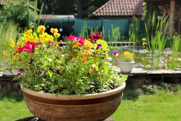 Flores e lagoa em casa — Fotografia de Stock