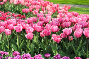 Hollanda Lale alanları