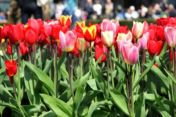 Holanda campos de tulipán — Foto de Stock