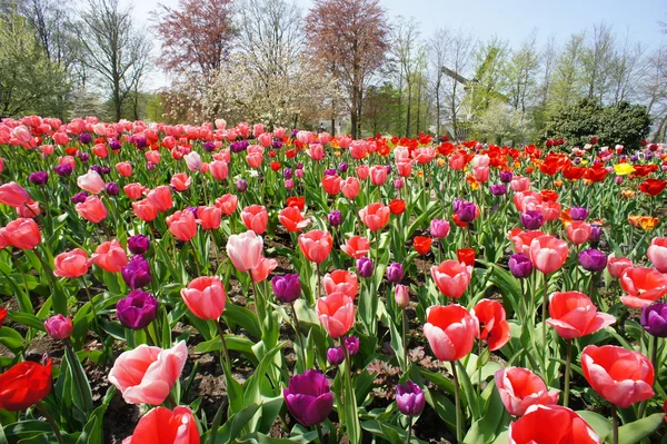 Hollandwindmühlen und Tulpenfeld — Stockfoto