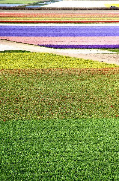 Holandsko Tulipánová pole — Stock fotografie