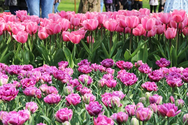 Bellissimo parco con tulipani — Foto Stock