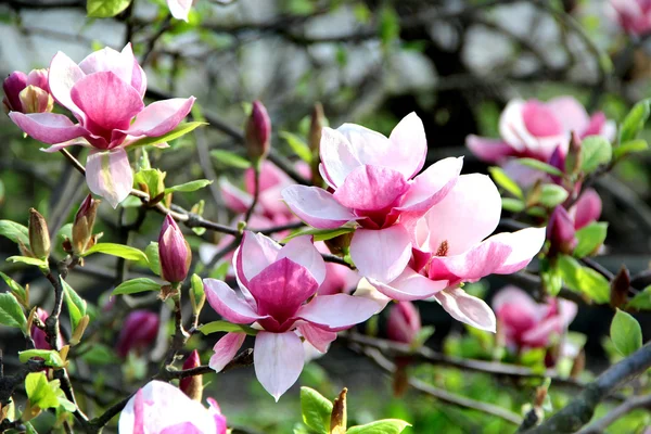 Magnolia spring trees in bloom — Stock Photo, Image