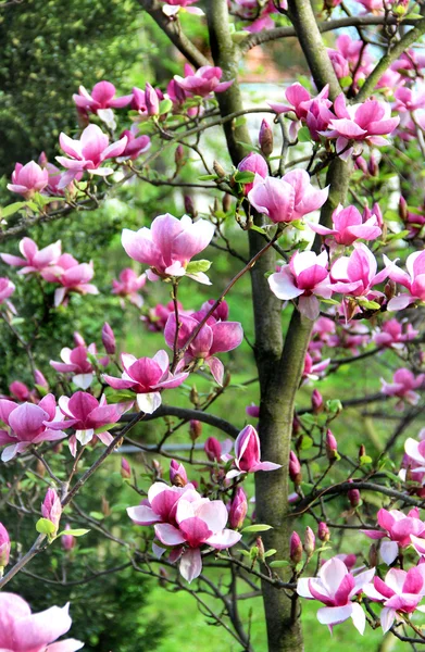 Magnolia wiosną drzewa w rozkwicie — Zdjęcie stockowe