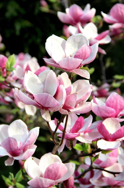 Magnolia spring trees in bloom — Stock Photo, Image