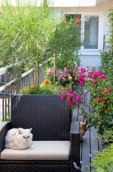 Mooi terras met katten en veel bloemen — Stockfoto