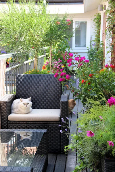 Bella terrazza con gatti e molti fiori — Foto Stock