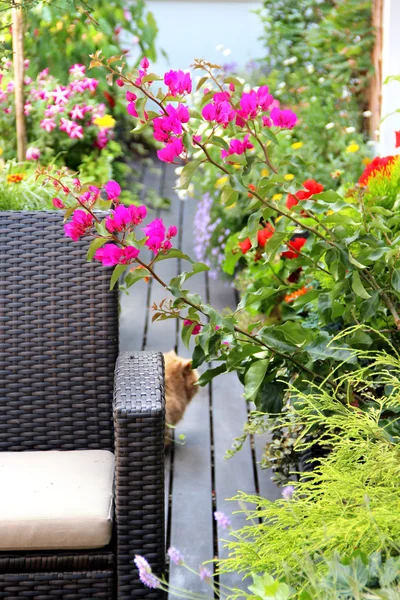 Beautiful terrace with cats and lot of flowers — Stock Photo, Image
