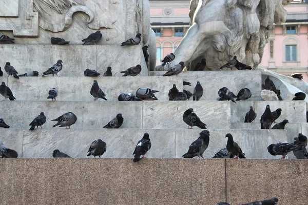 Spousta holubů v Miláně, Itálie — Stock fotografie