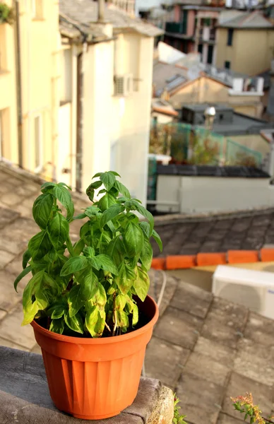 Albahaca en la terraza en Génova, Italia — Foto de Stock