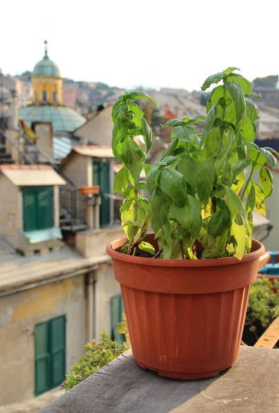 Basil on the terrace in Genova, Italy — Stock Photo, Image