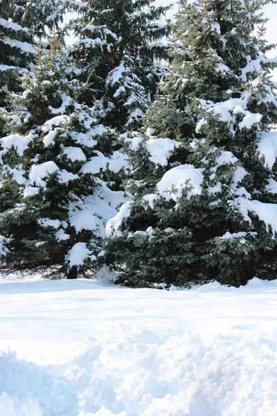 Belo inverno com muita neve na floresta — Fotografia de Stock