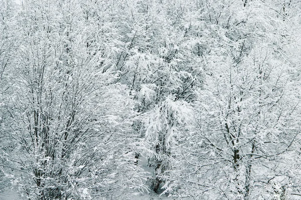 Vackra vinter med mycket snö i skogen — Stockfoto