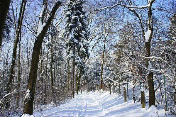 Beautiful winter with a lot of snow in the forest Stock Photo